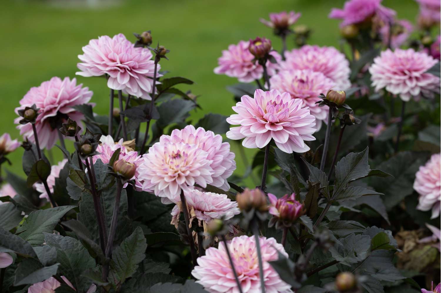 Dahlie 'Melody Harmony'